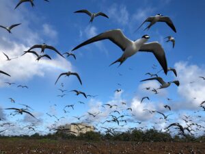 2025-04-02t100405z-286664551-rc2ign9zllqc-rtrmadp-3-spacex-birds-pacific.jpg