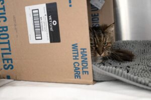 gata2.jpg